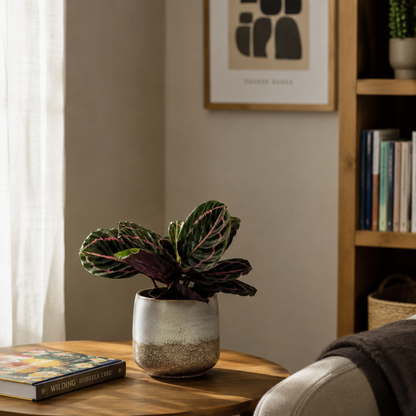 Calathea Dottie Indoor Houseplant