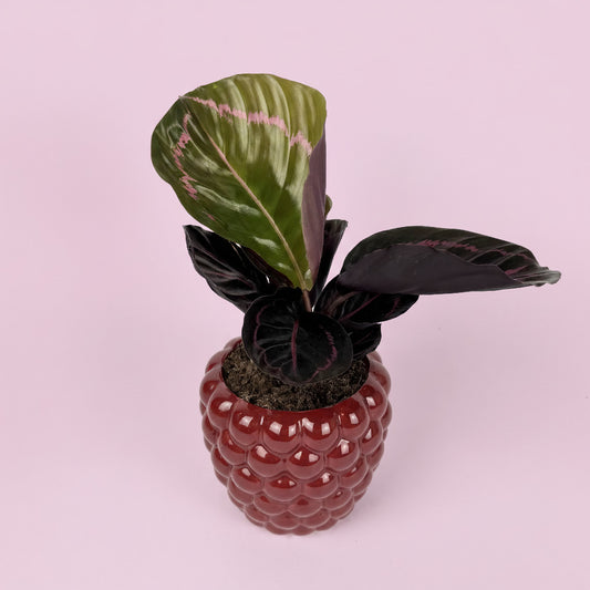 Calathea Houseplant And Raspberry Ceramic Pot Gift Set