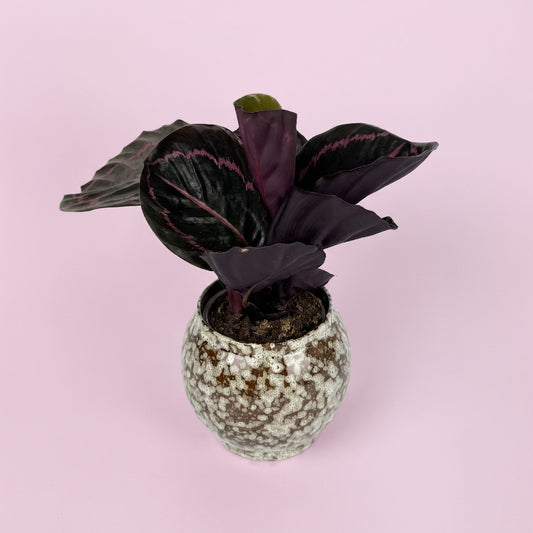 Calathea Houseplant And Safari Ceramic Pot Gift Set