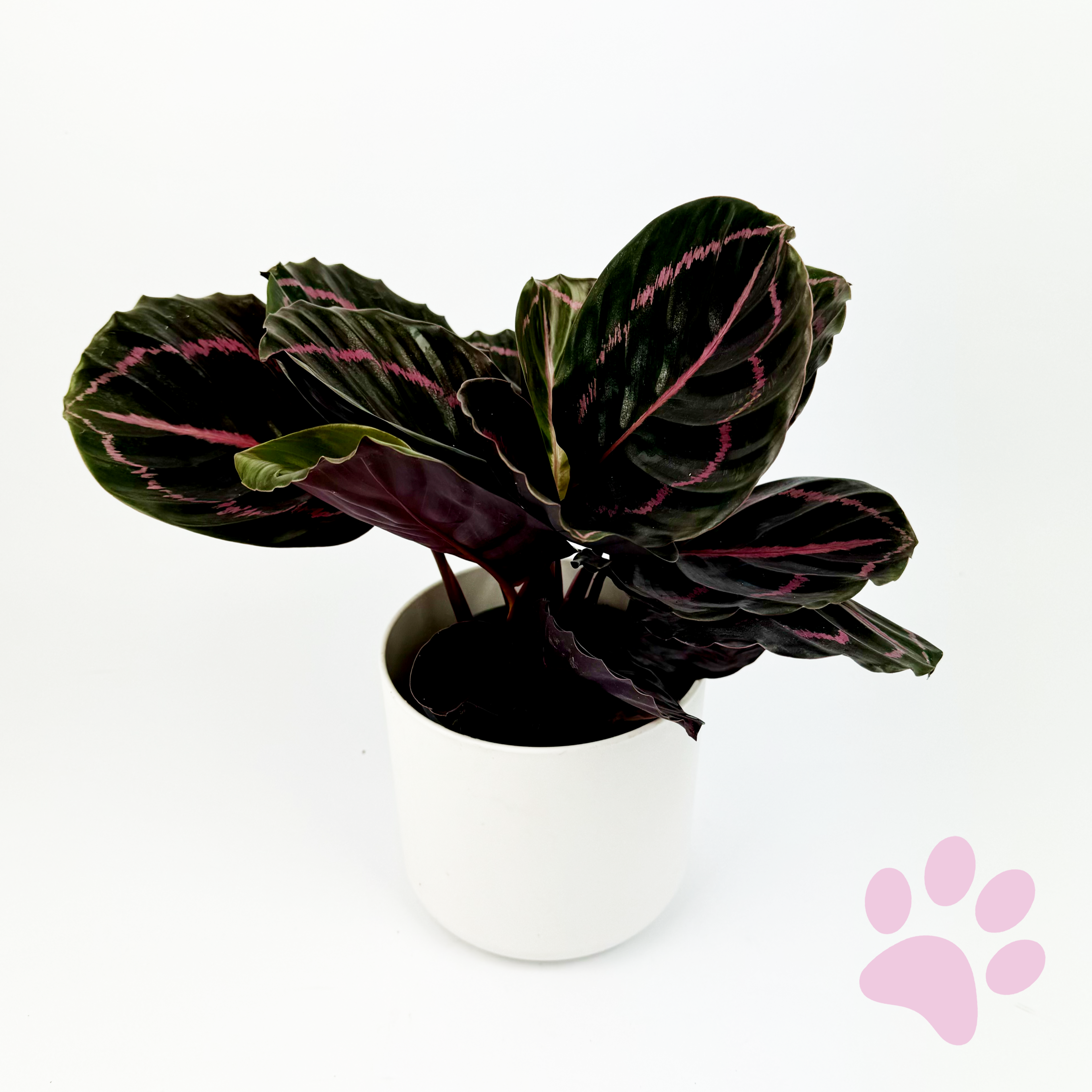 Calathea Dottie Indoor Houseplant