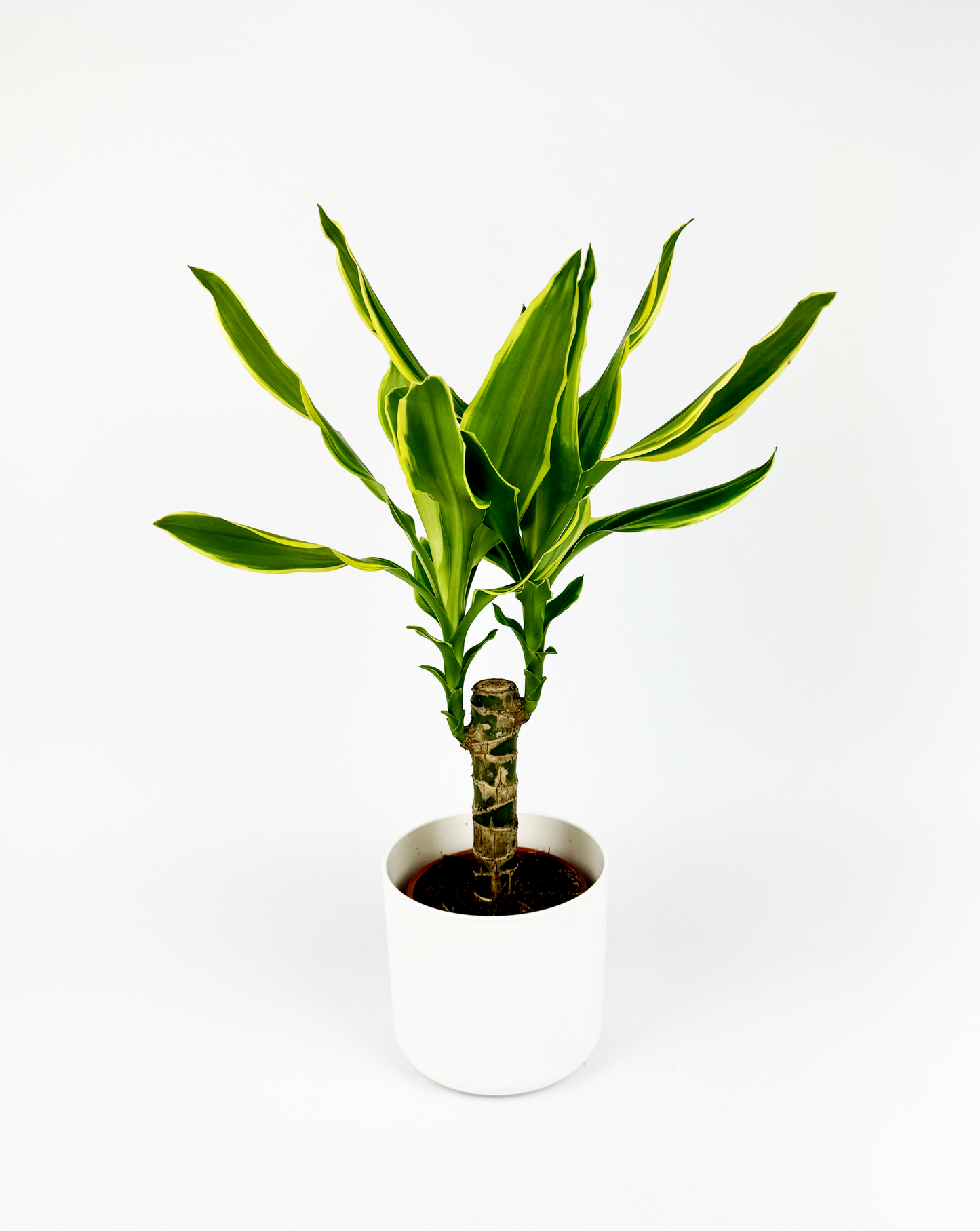 Dracaena Fragrans Golden Coast Indoor Houseplant