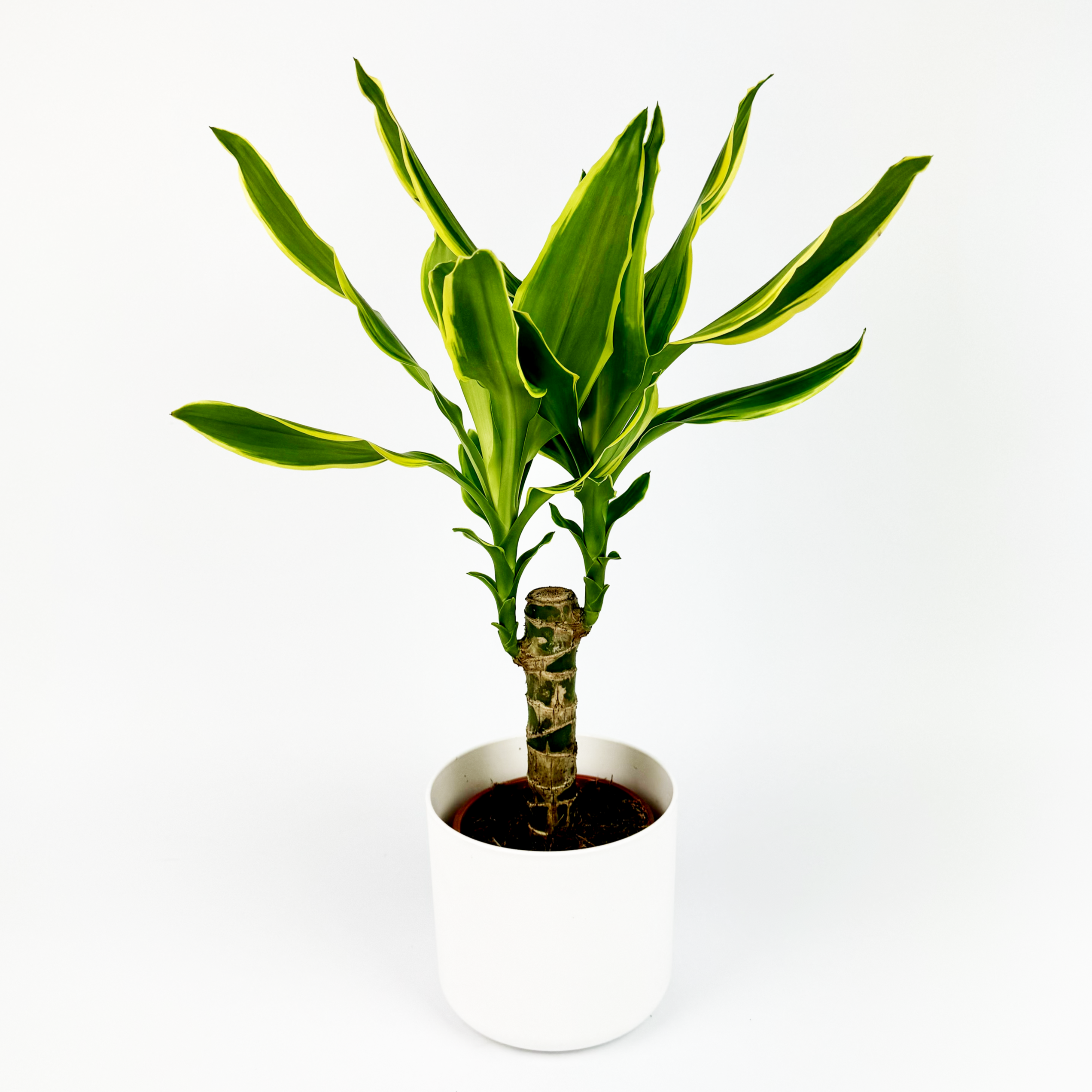 Dracaena Fragrans Golden Coast Indoor Houseplant