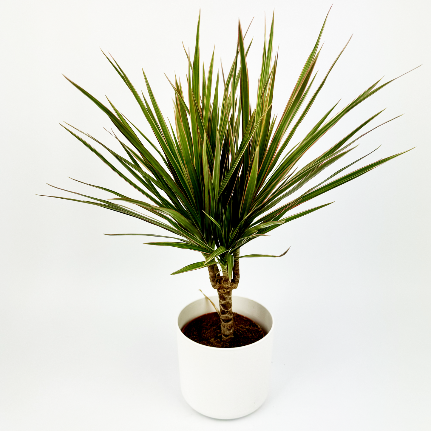 Dracena Bi Colour Indoor Indoor Houseplant