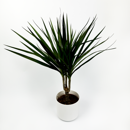 Dracena Purple Indoor Indoor Houseplant