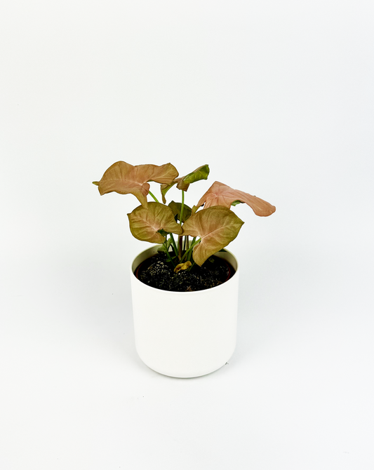 Syngonium Red Heart Indoor Houseplant