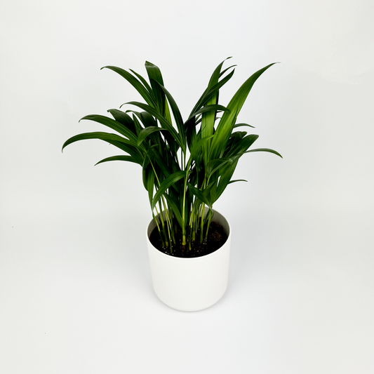 Areca Palm Houseplant