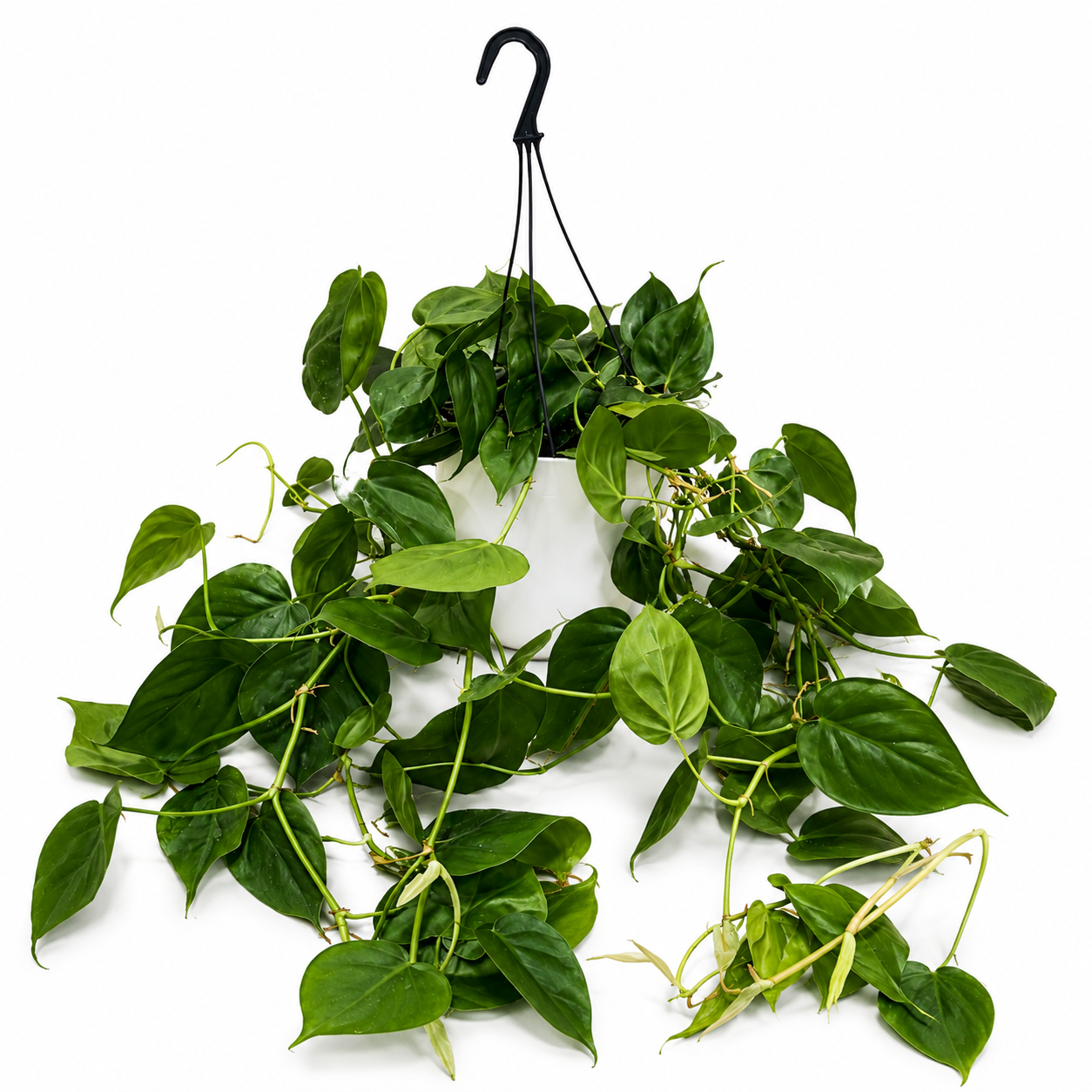 Hanging Philodendron Scandens 17cm Houseplant