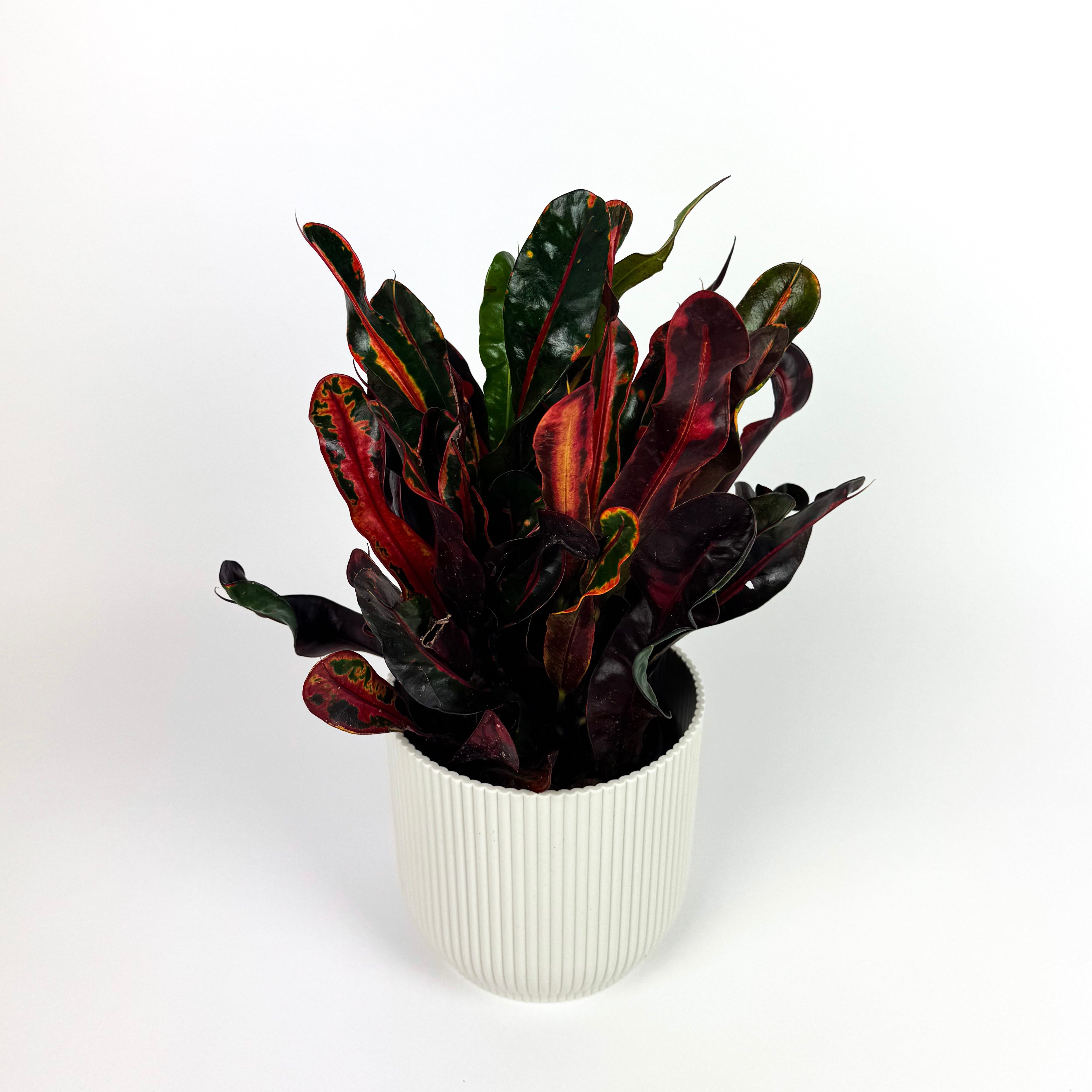 Croton Mammi Tuff Houseplant