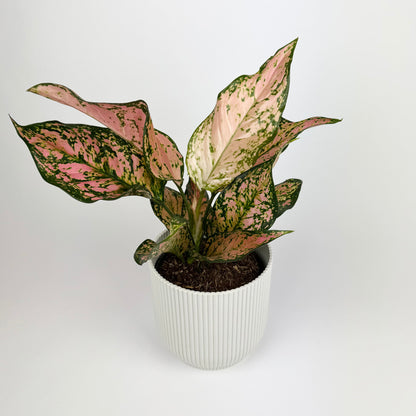 Aglaonema Pink Dolphin 12cm Houseplant