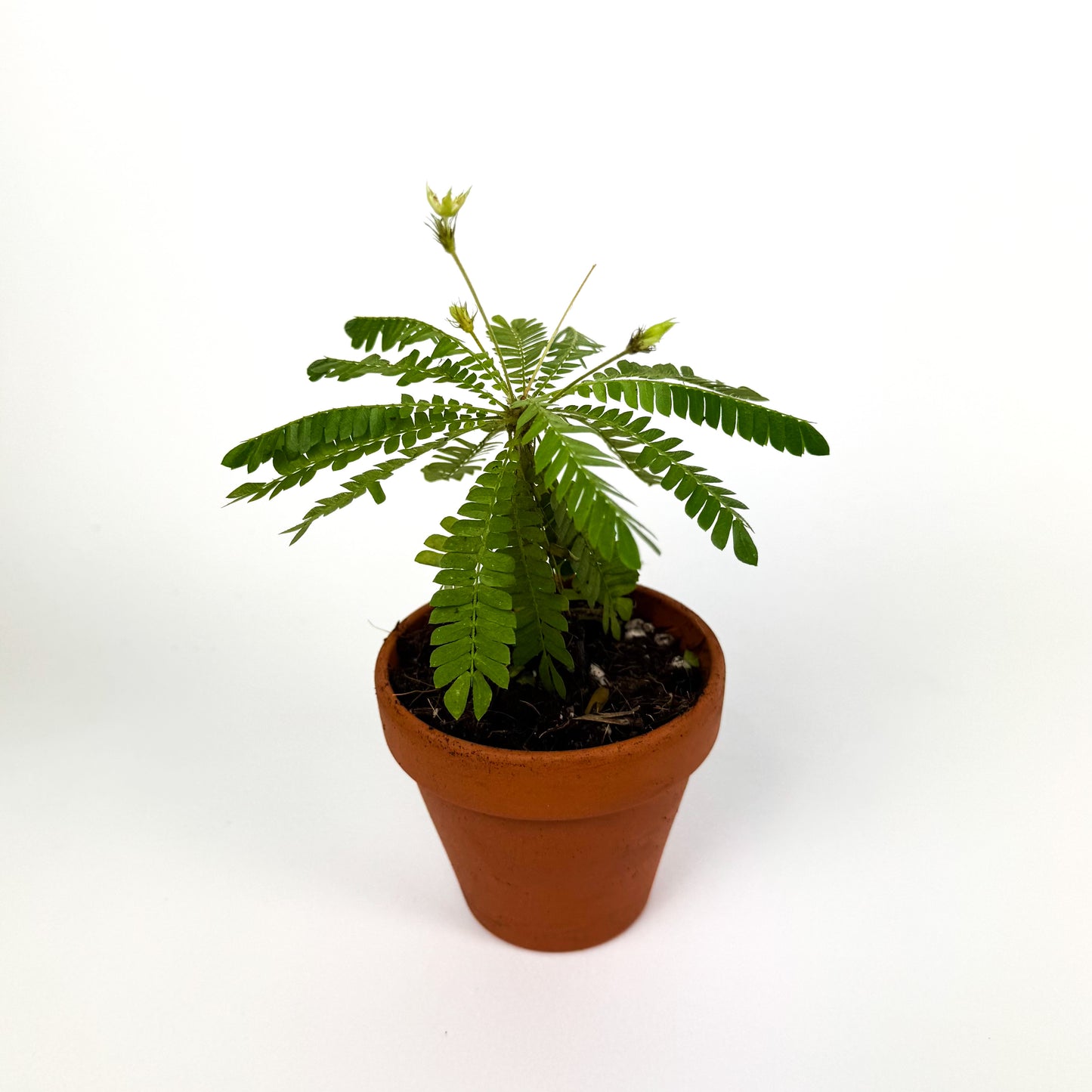 Biophytum Sensitivum In Pot Houseplant