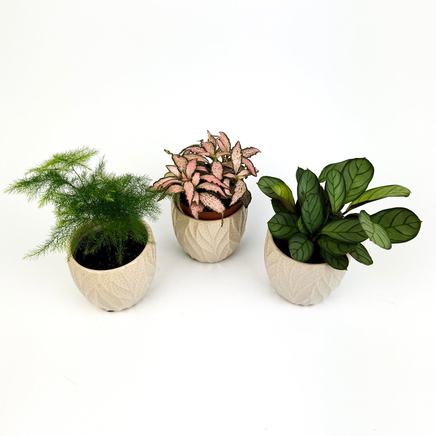 Pink Terrarium Friendly Mini Bundle Asparagus, Calathea, Fittonia