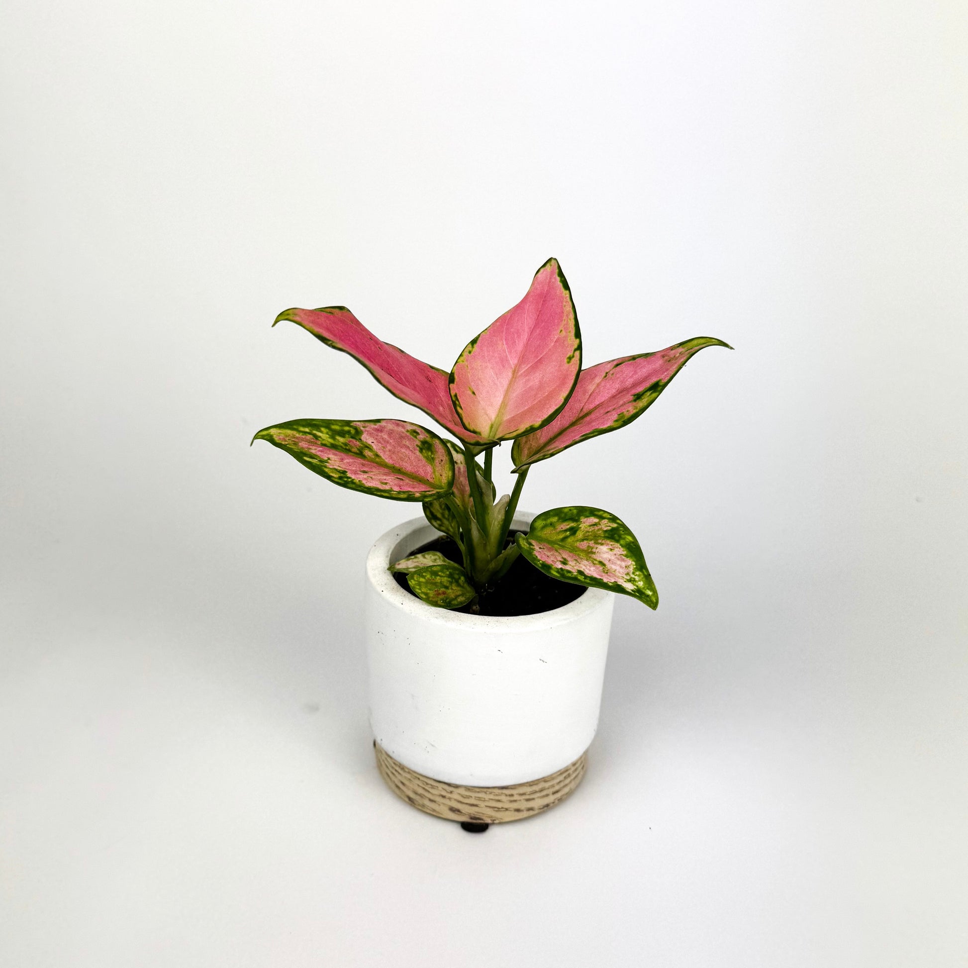 aglaonema mini Mini Aglaonema Red Valentine Houseplant – OH SO Floral