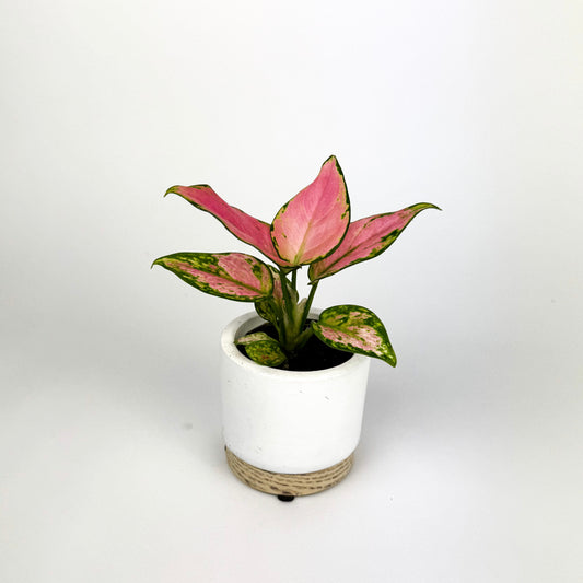 Mini Aglaonema Red Valentine Houseplant