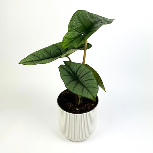 Alocasia Platinum Houseplant