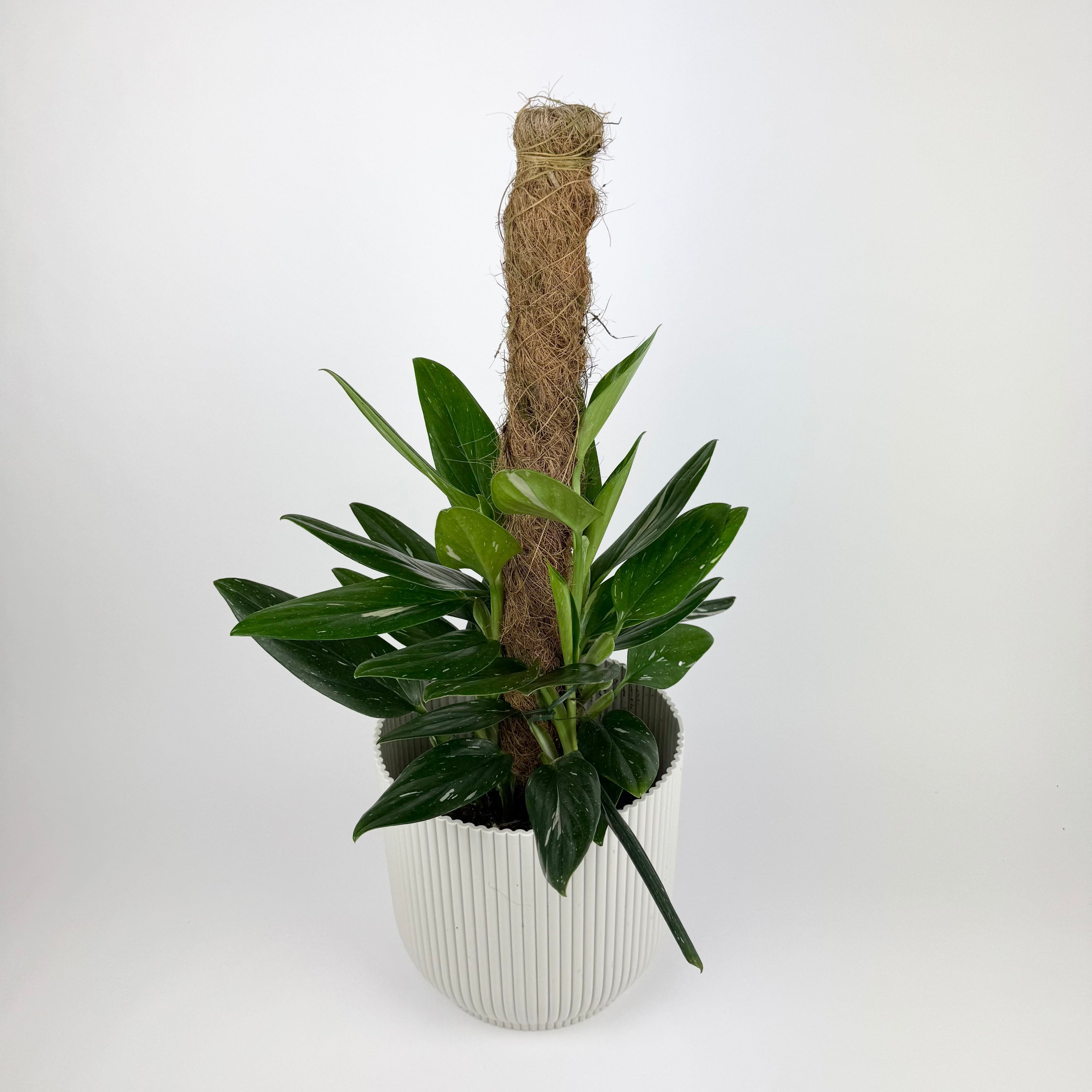 Large Philodendron Cobra 17cm pot, Mosspole Houseplant