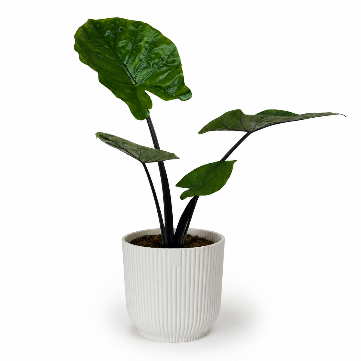 Alocasia Dark Star 17cm Potsize Houseplant
