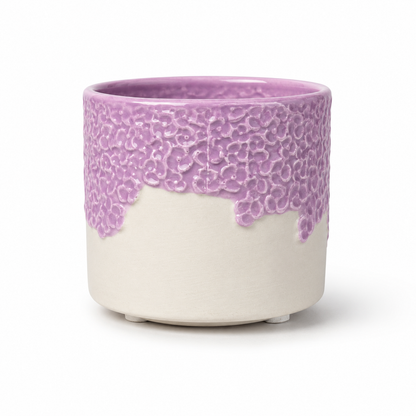 Desk Buddy Plant & Pot Bundle