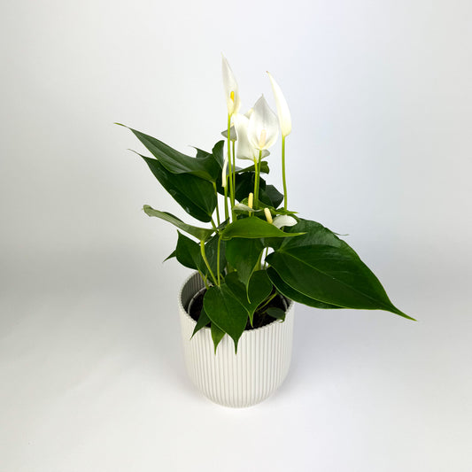 Anthurium Royal Banderola Cava White Houseplant