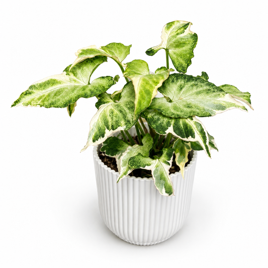 Syngonium Starlite 6cm Houseplant