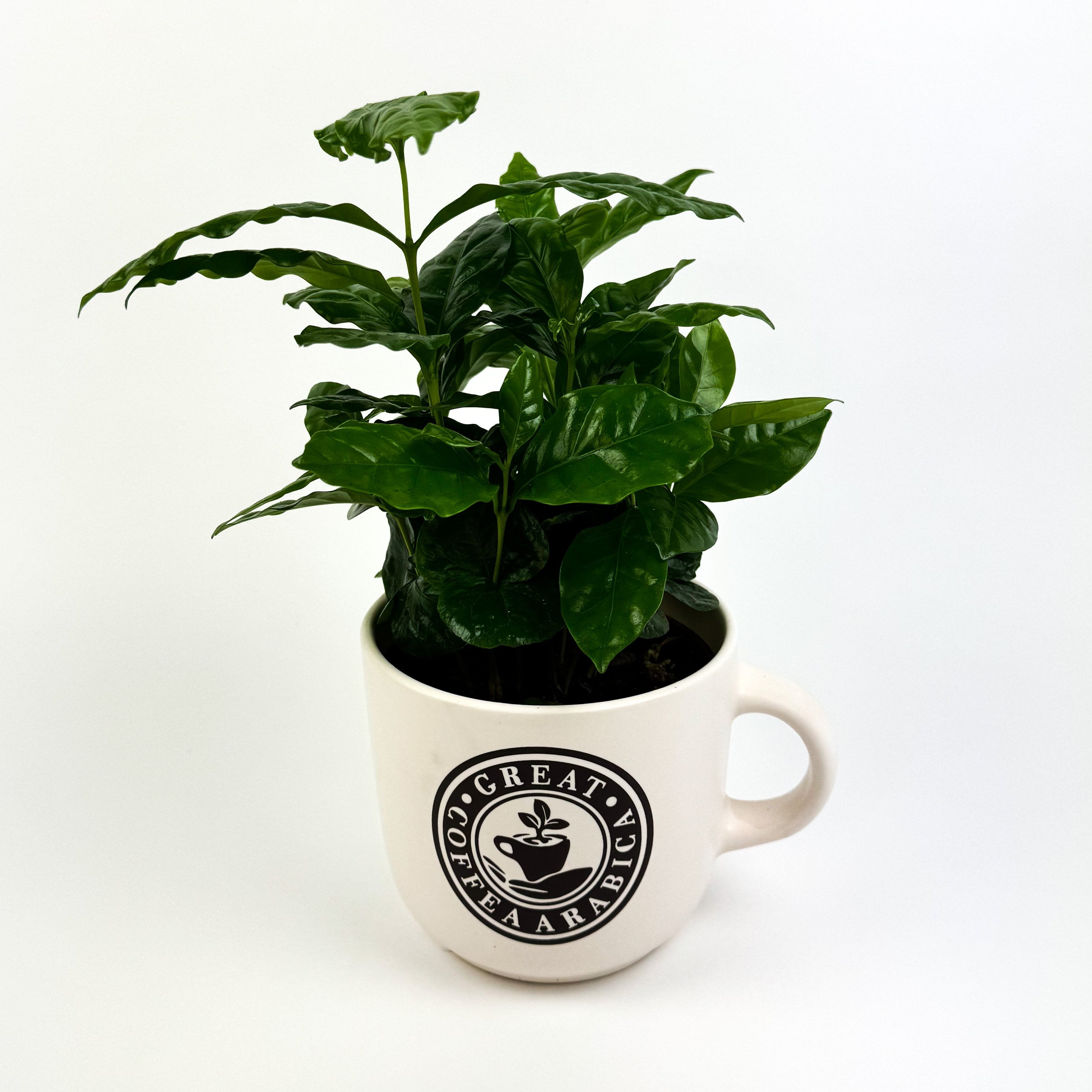 Coffee In Pot Houseplant