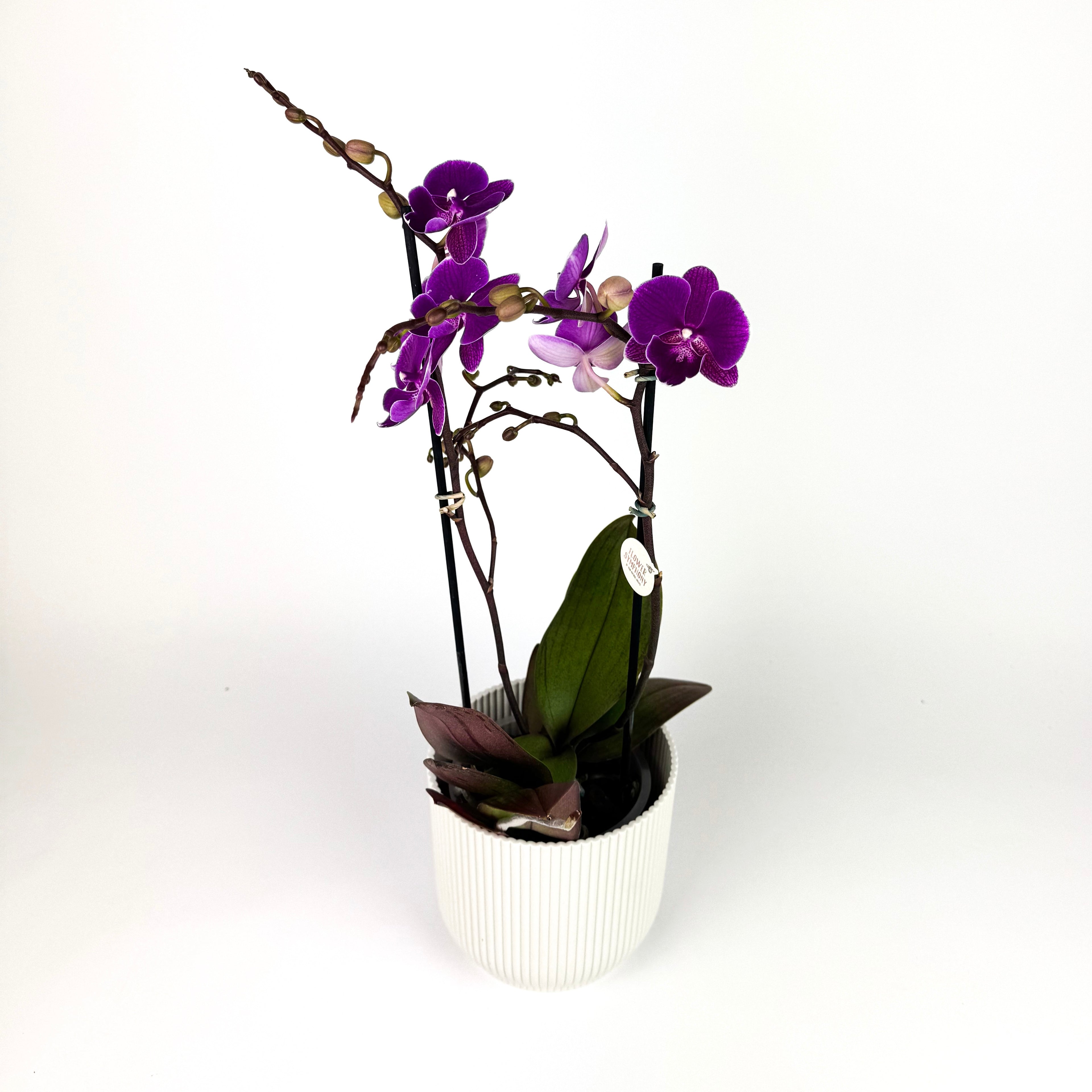 Phalaenopsis Orchid 2 Stem