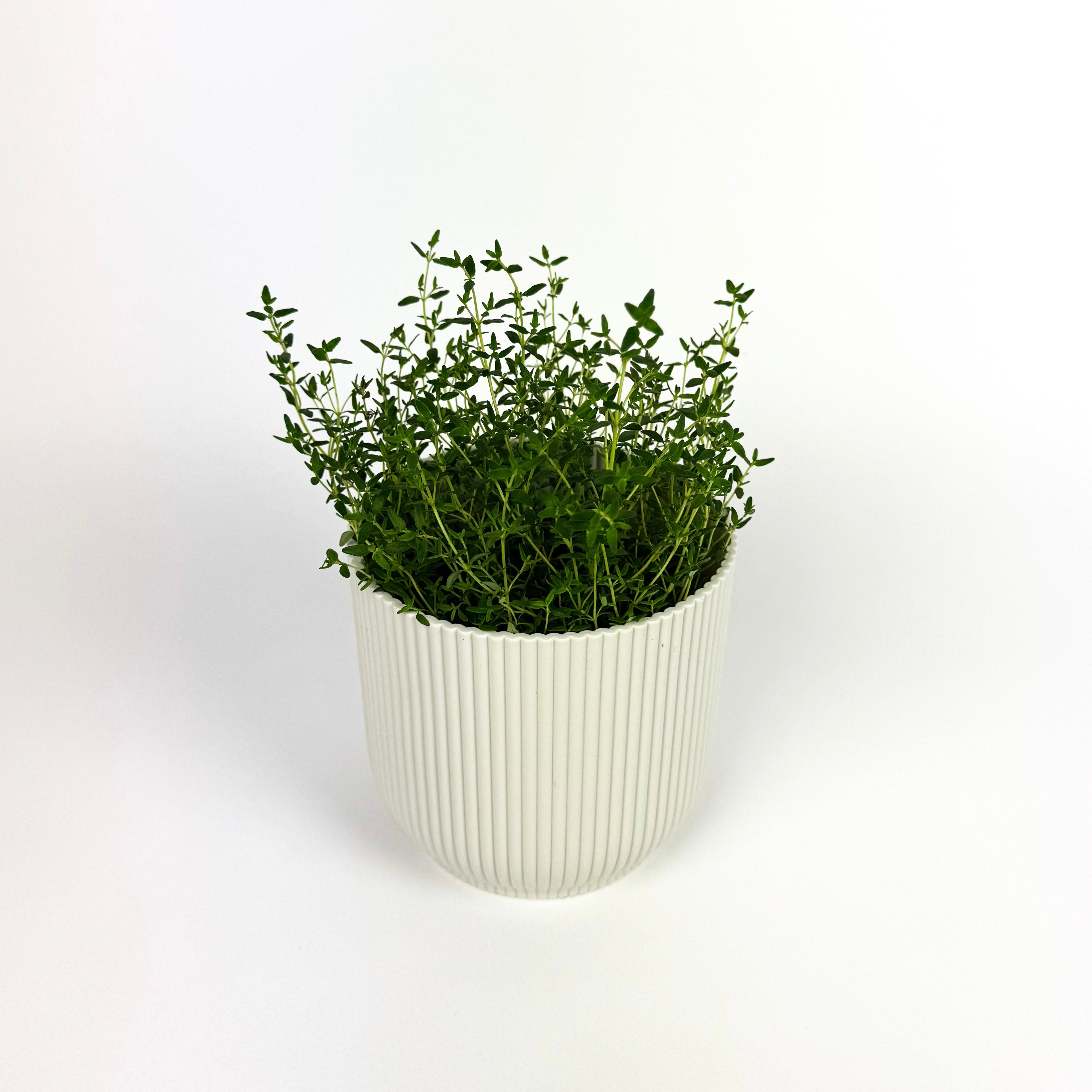 Thyme Herb Plant
