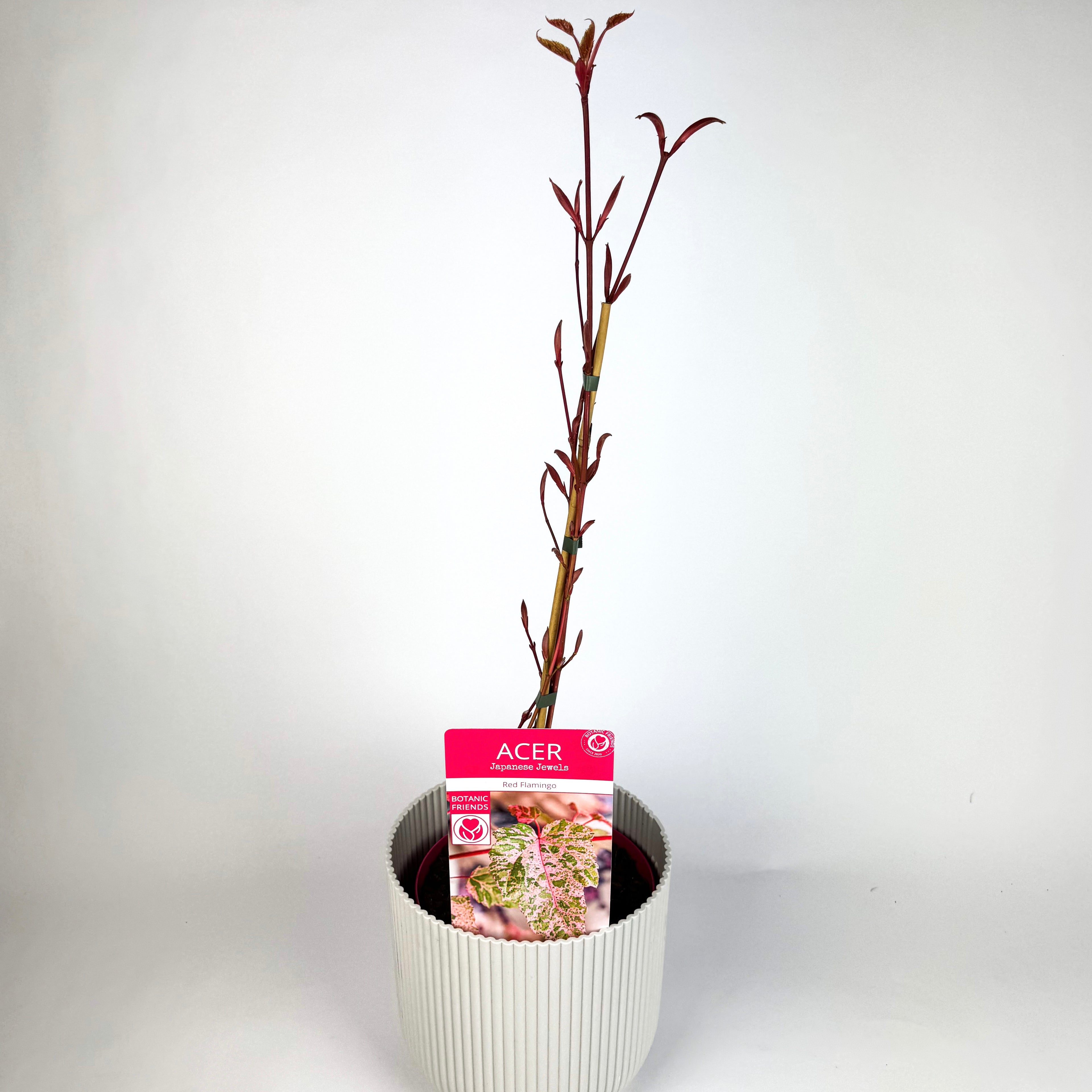 Acer Conspicuum Red Flamingo Outdoor Plant