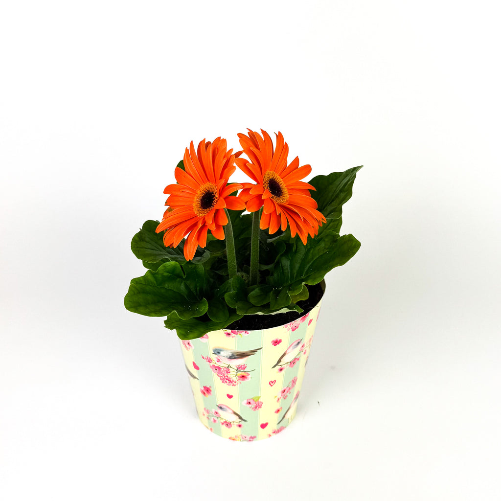 Gerbera In Pot Houseplant