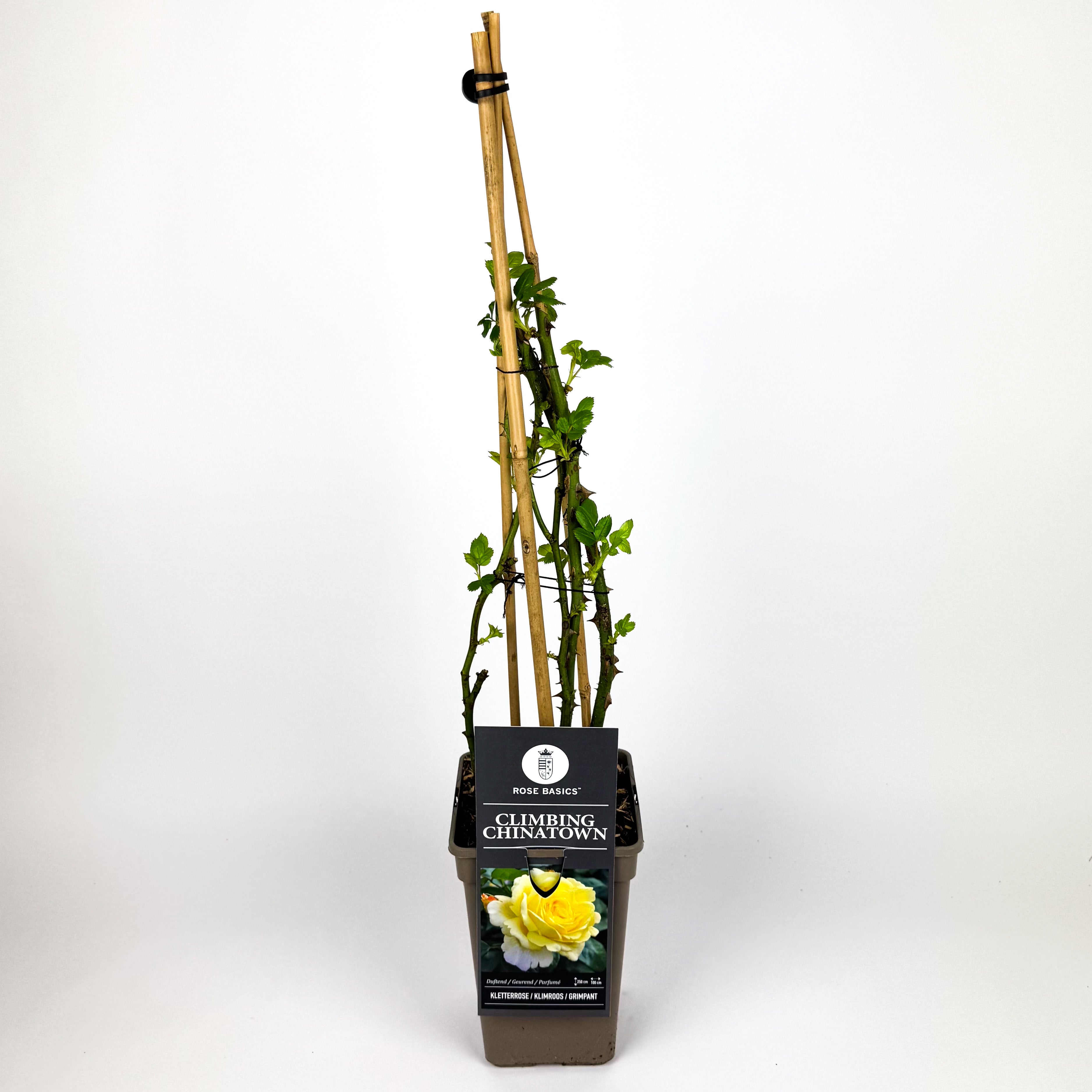 Large Rose climbing Outdoor Plant