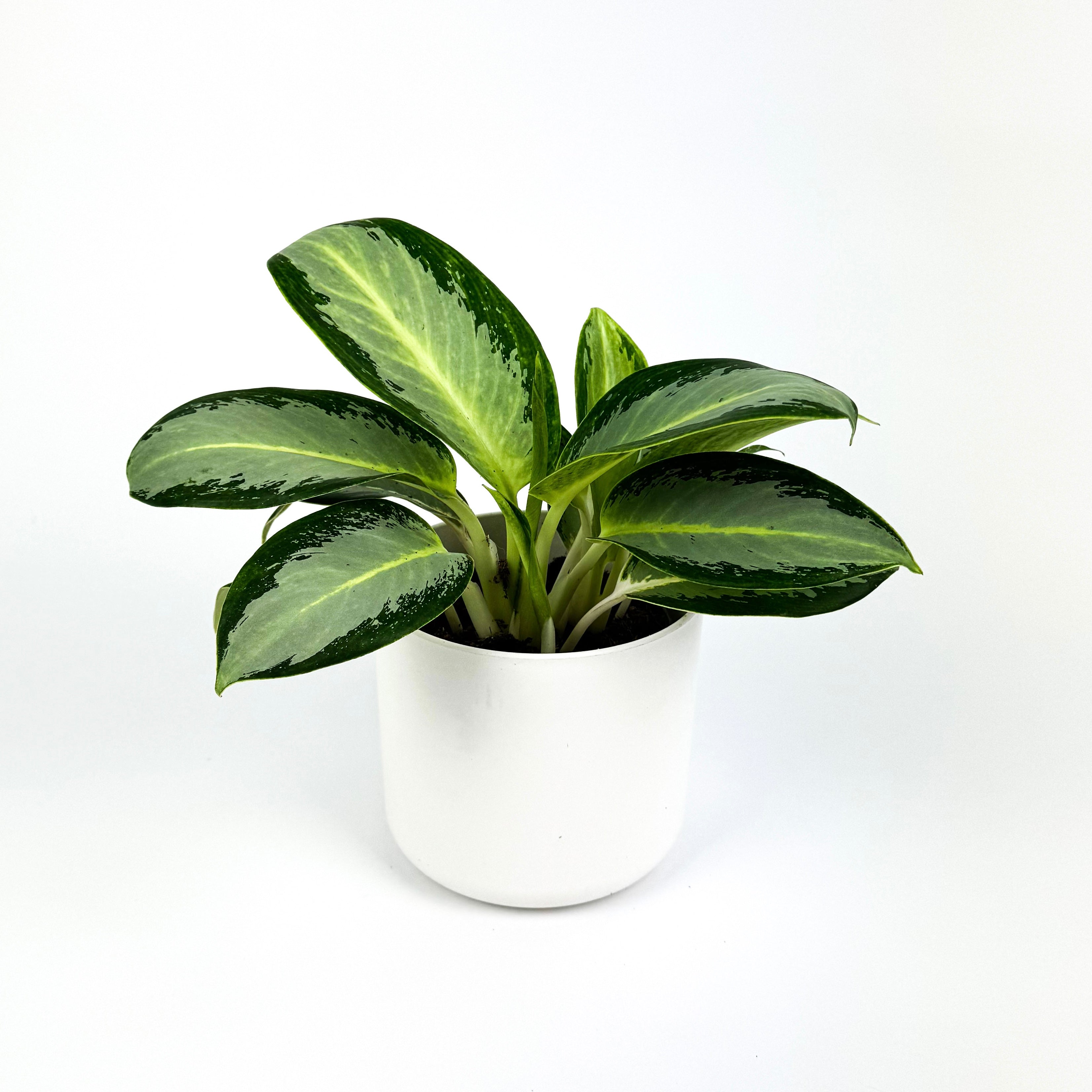 Aglaonema Silver Blue 12cm Houseplant