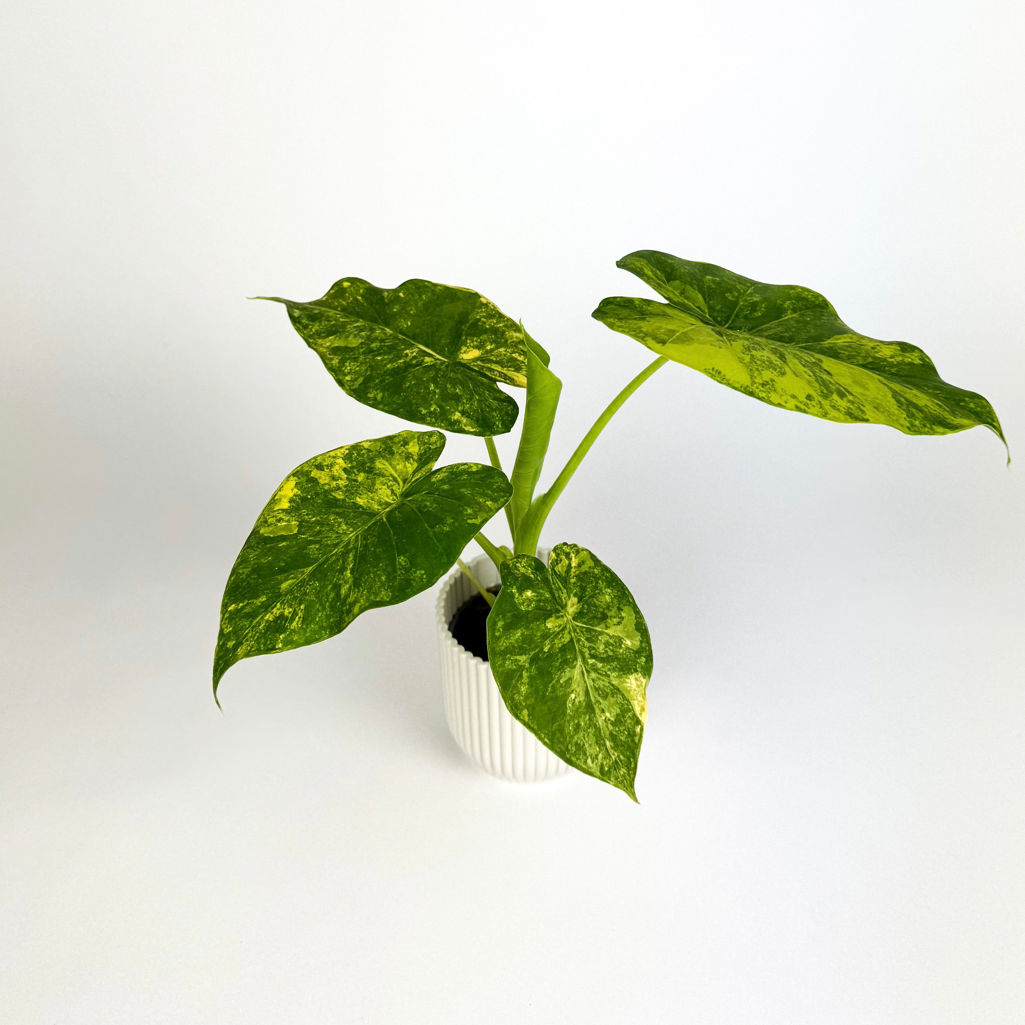 Mini Alocasia Gageana aurea Houseplant