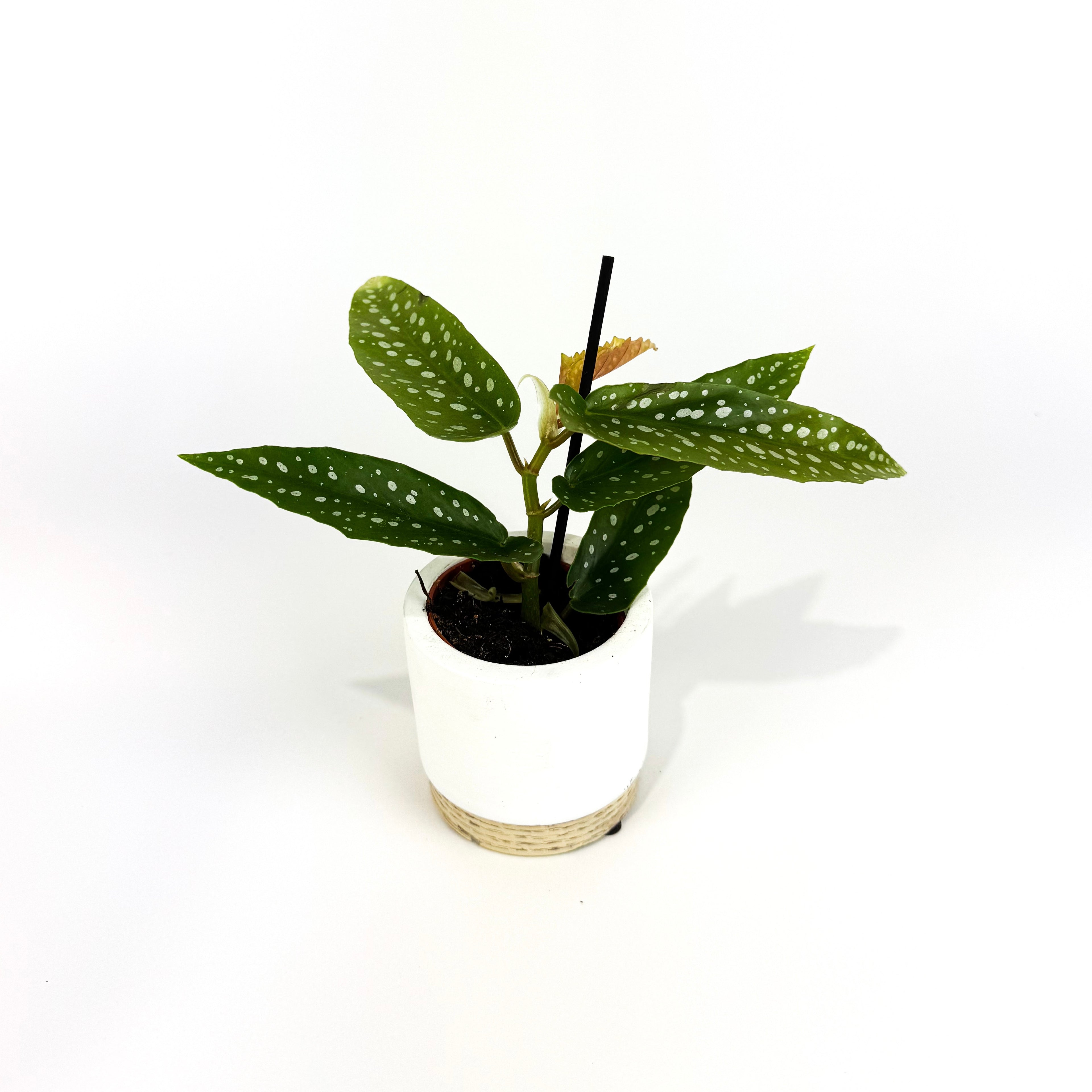 Mini Begonia Wings Houseplant