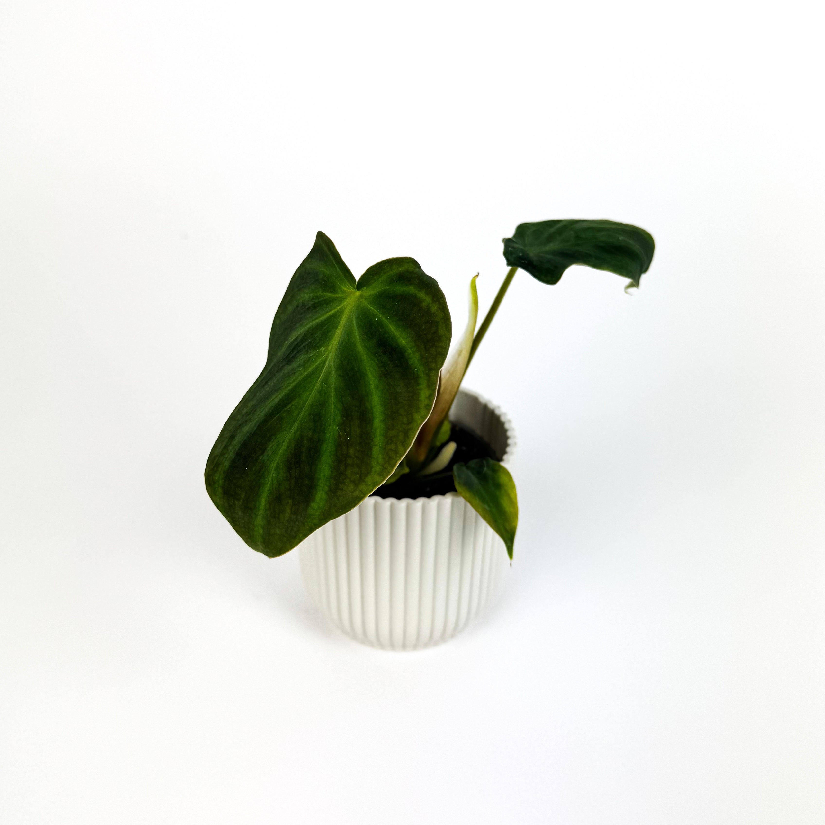 Mini Philodendron Verrucosum Houseplant
