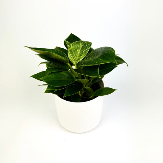 Philodendron White Wave Houseplant