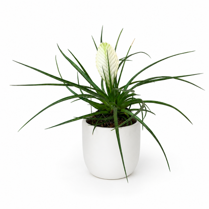 Tillandsia Biancini White 9cm Houseplant