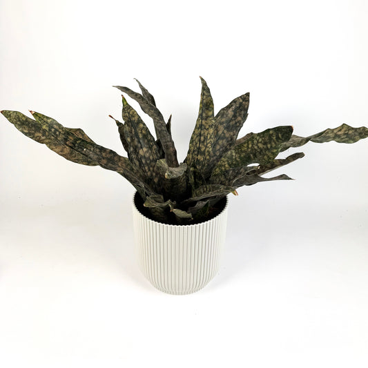 Large Snake Copper Tone Houseplant