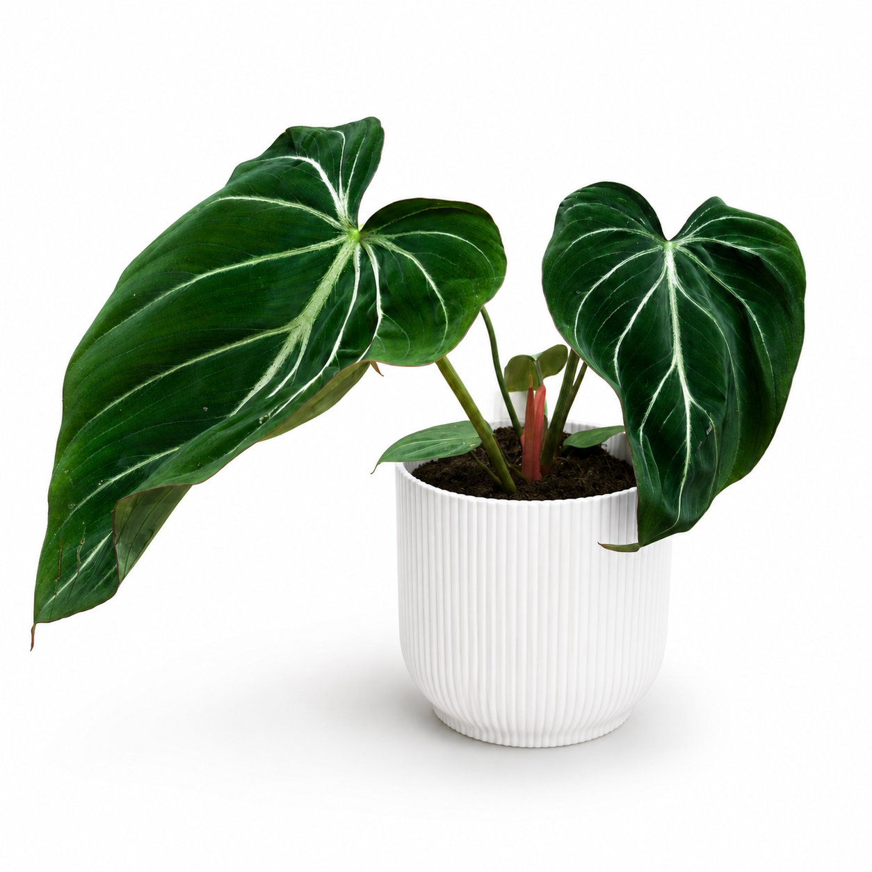Philodendron Gloriosum Zebra 12cm Houseplant