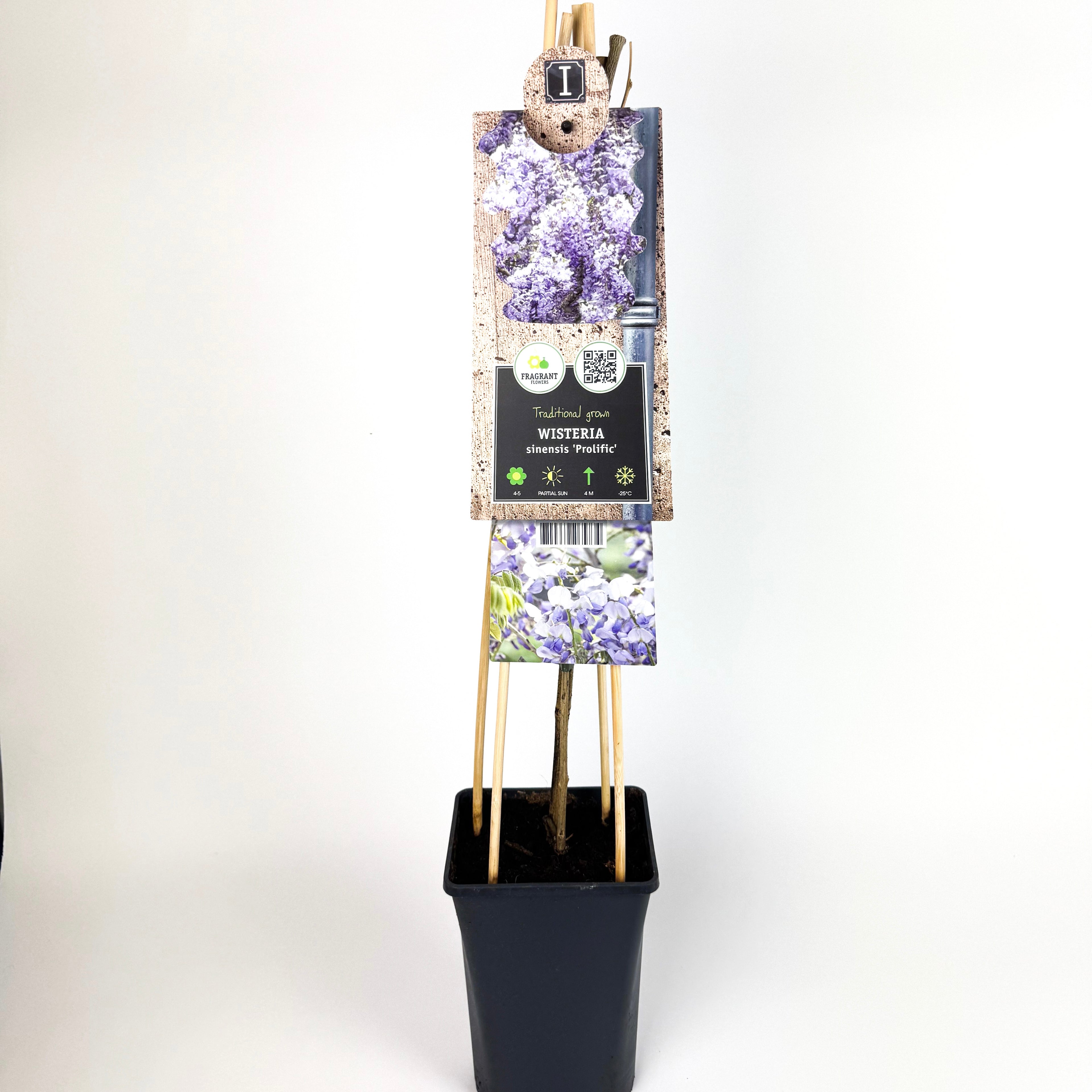 Large Wistreria Prolific Blue Outdoor Plant