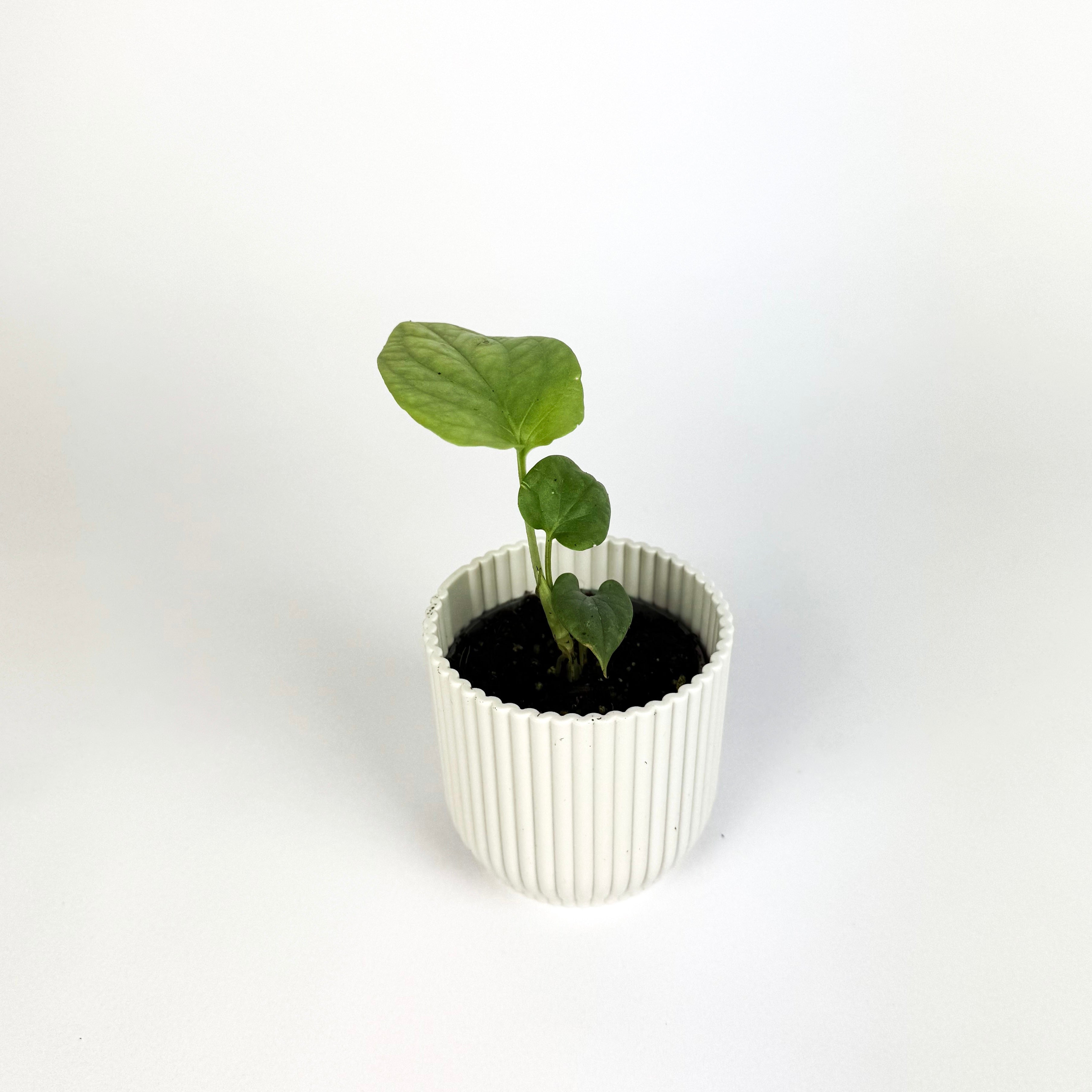 Mini Monstera Amydrium Silver Houseplant