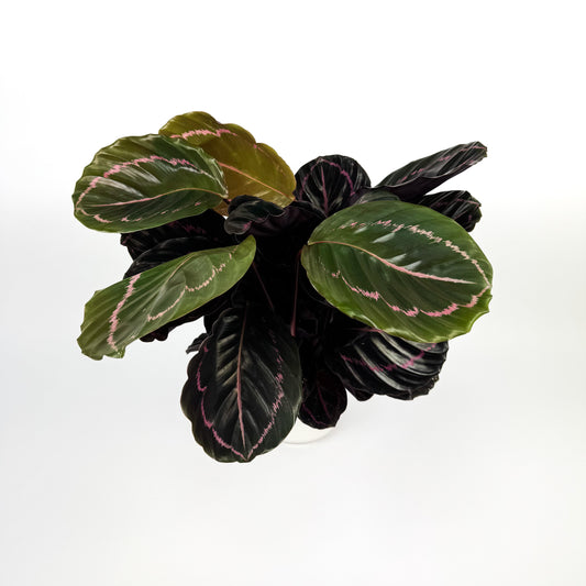 Large Calathea Dottie Indoor Houseplant