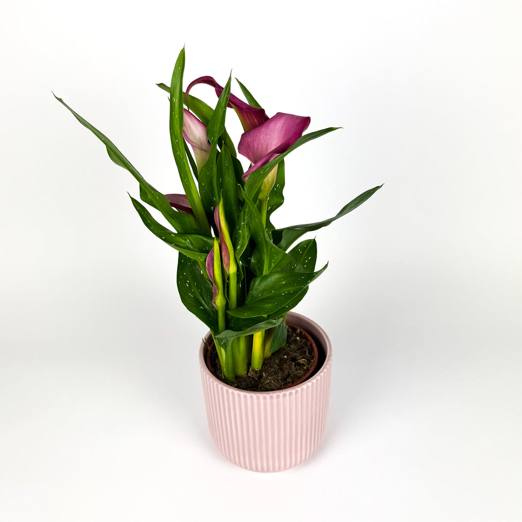 Calla Lily With Ceramic Houseplant