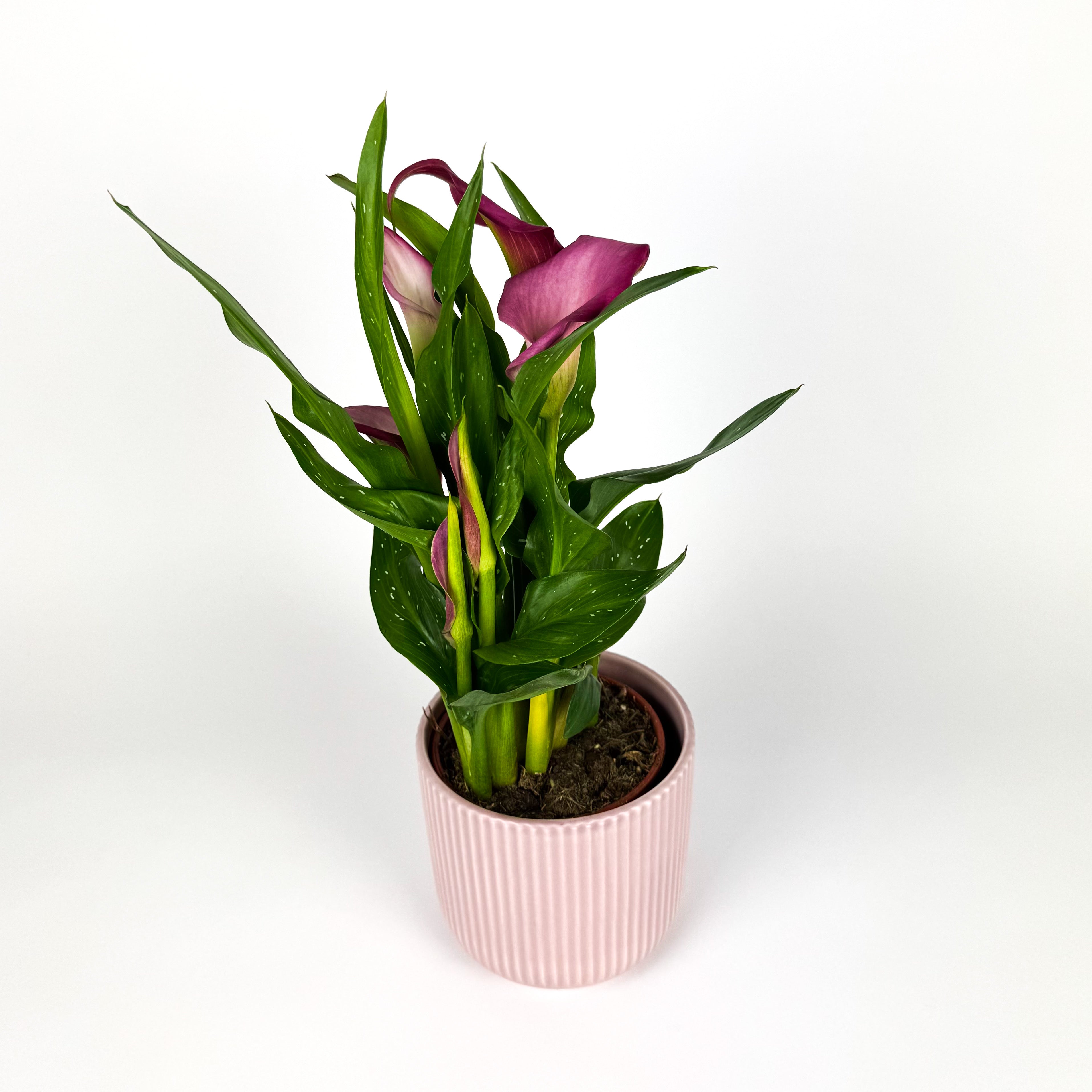Calla Lily With Ceramic Houseplant
