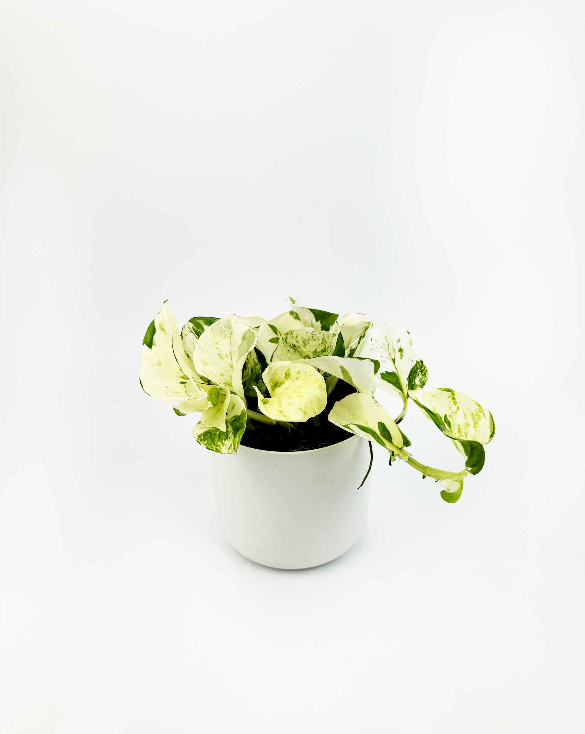 happy leaf pothos Happy Leaf Pothos Indoor Houseplant – OH SO Floral