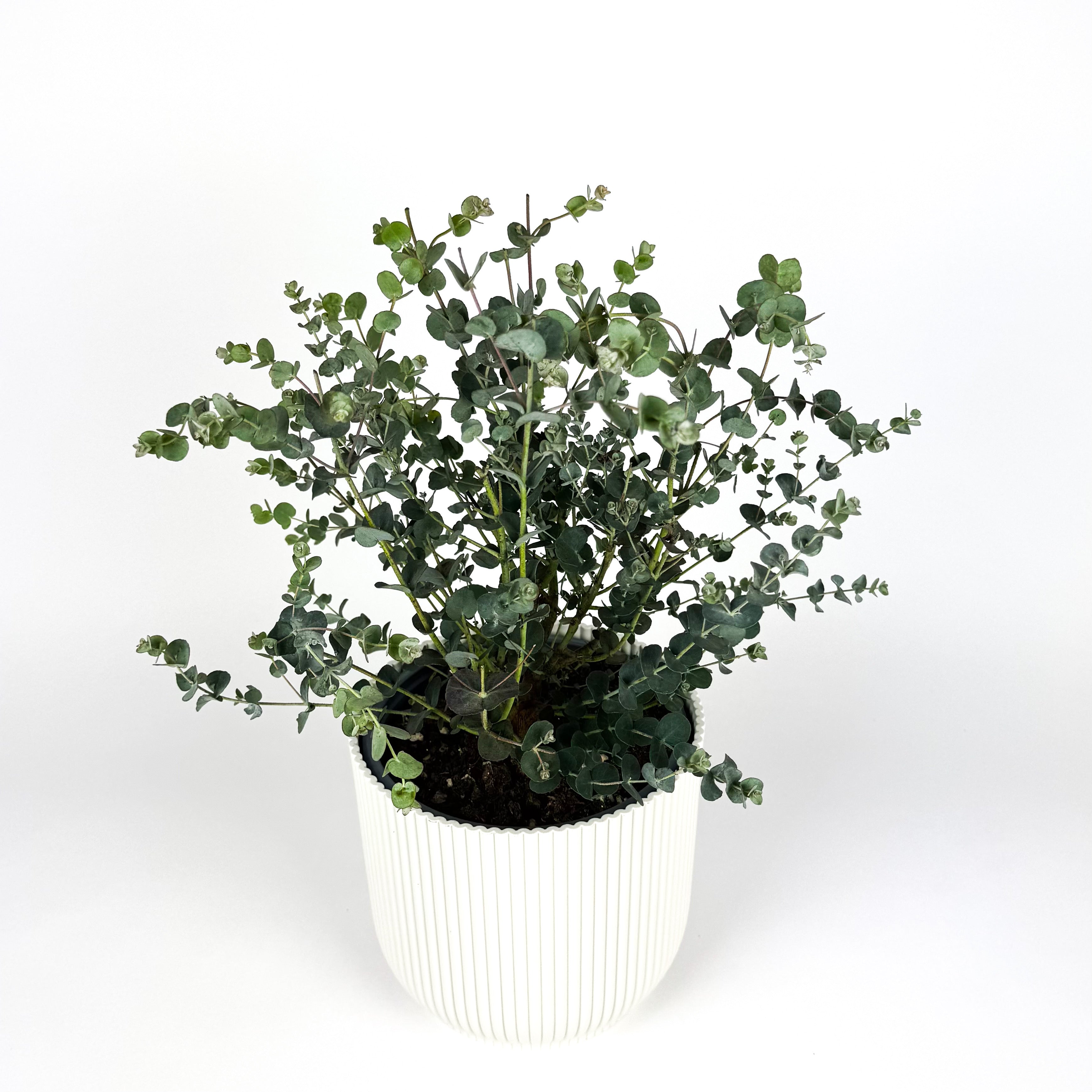 Eucalyptus Gunnii Outdoor Plant