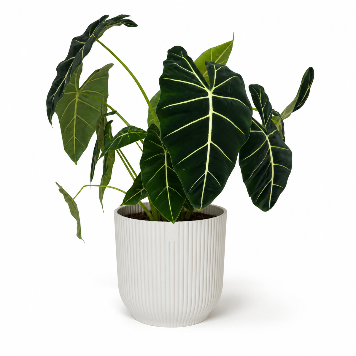 Alocasia frydek 17cm Houseplant