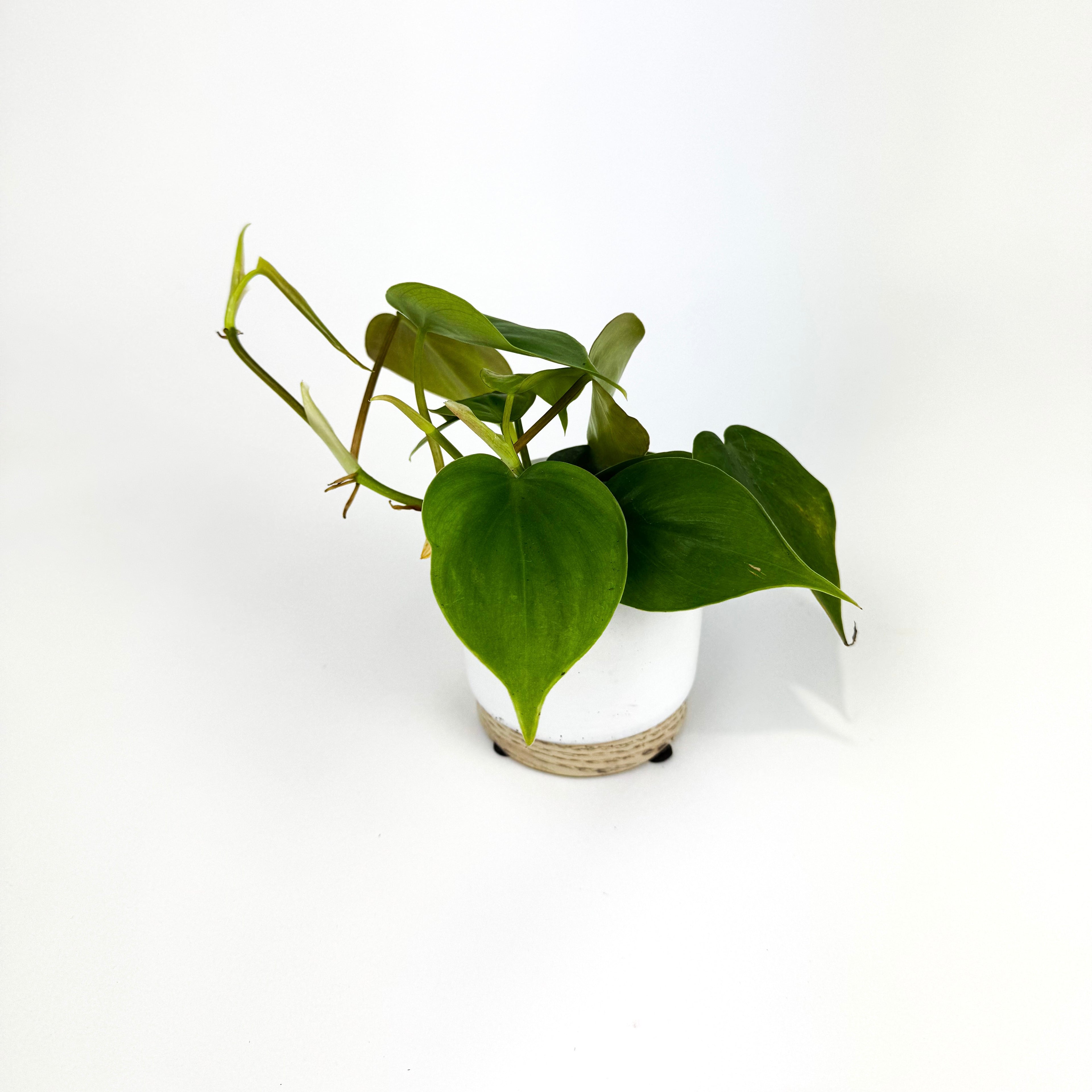 Mini Philodendron Scandens Houseplant