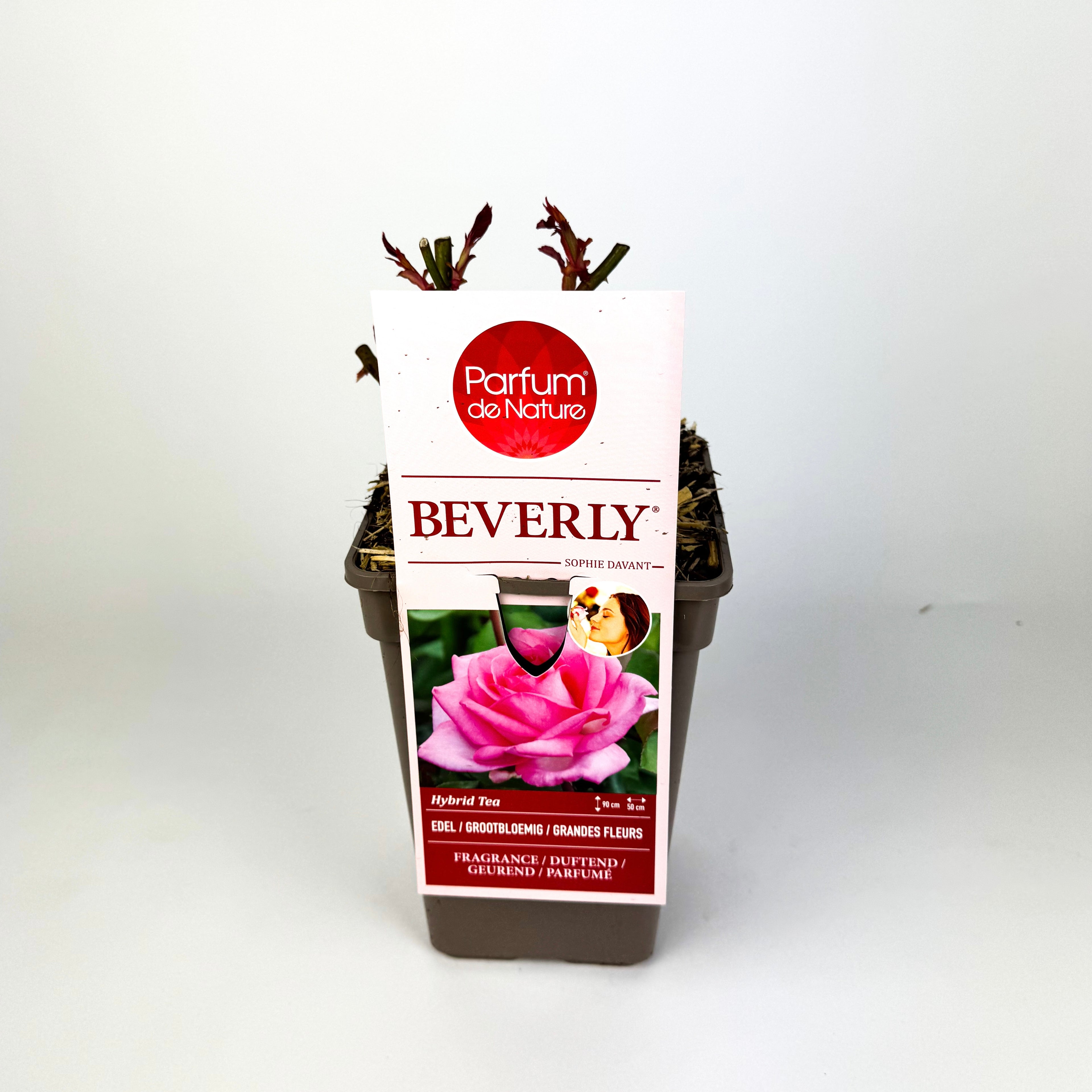 Rose 'Parfum de Nature' Scented Outdoor Rose Bush