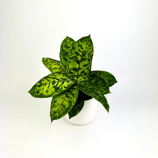 Homalomena camouflage Houseplant