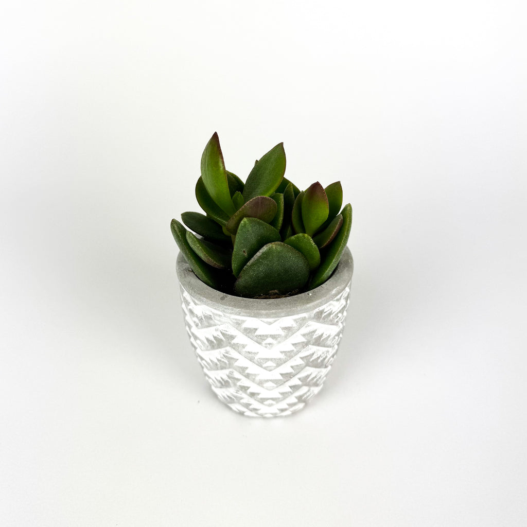 Crassula Stockholm In Ceramic Pot Houseplant