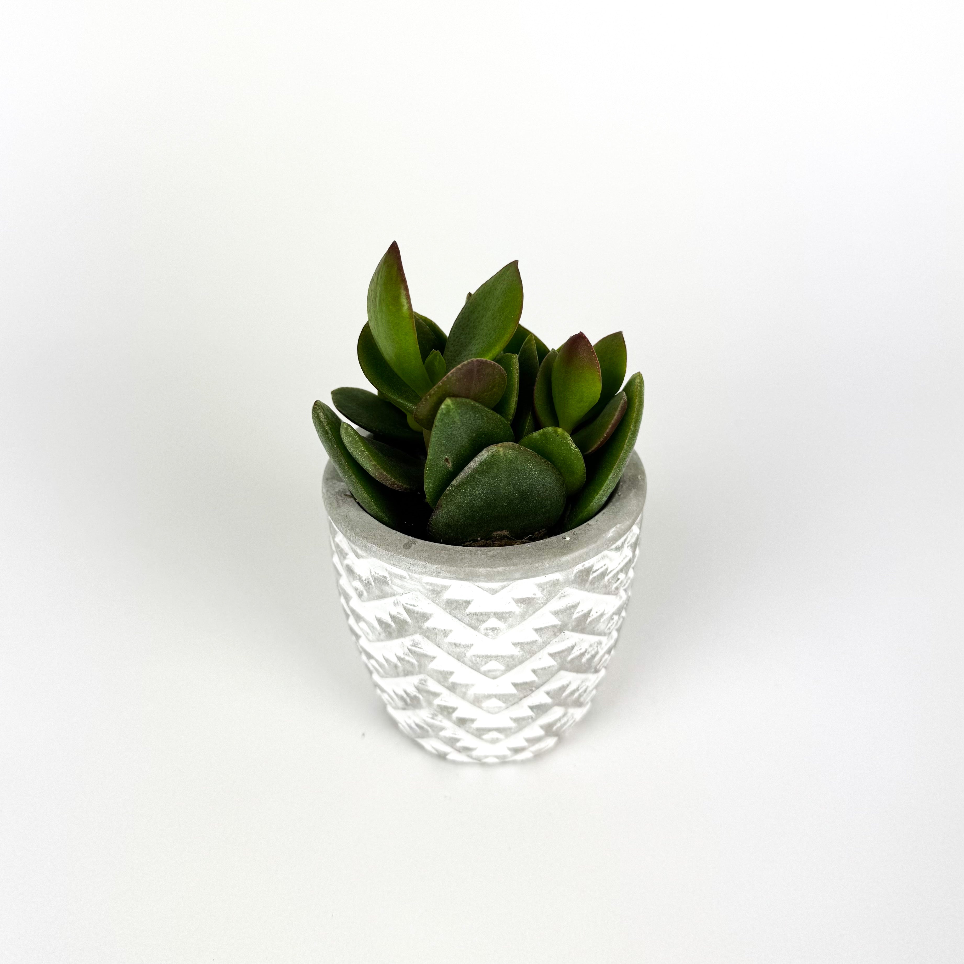 Crassula Stockholm In Ceramic Pot Houseplant